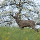 *** Ein Rehbock in der Streuobstwiese ***