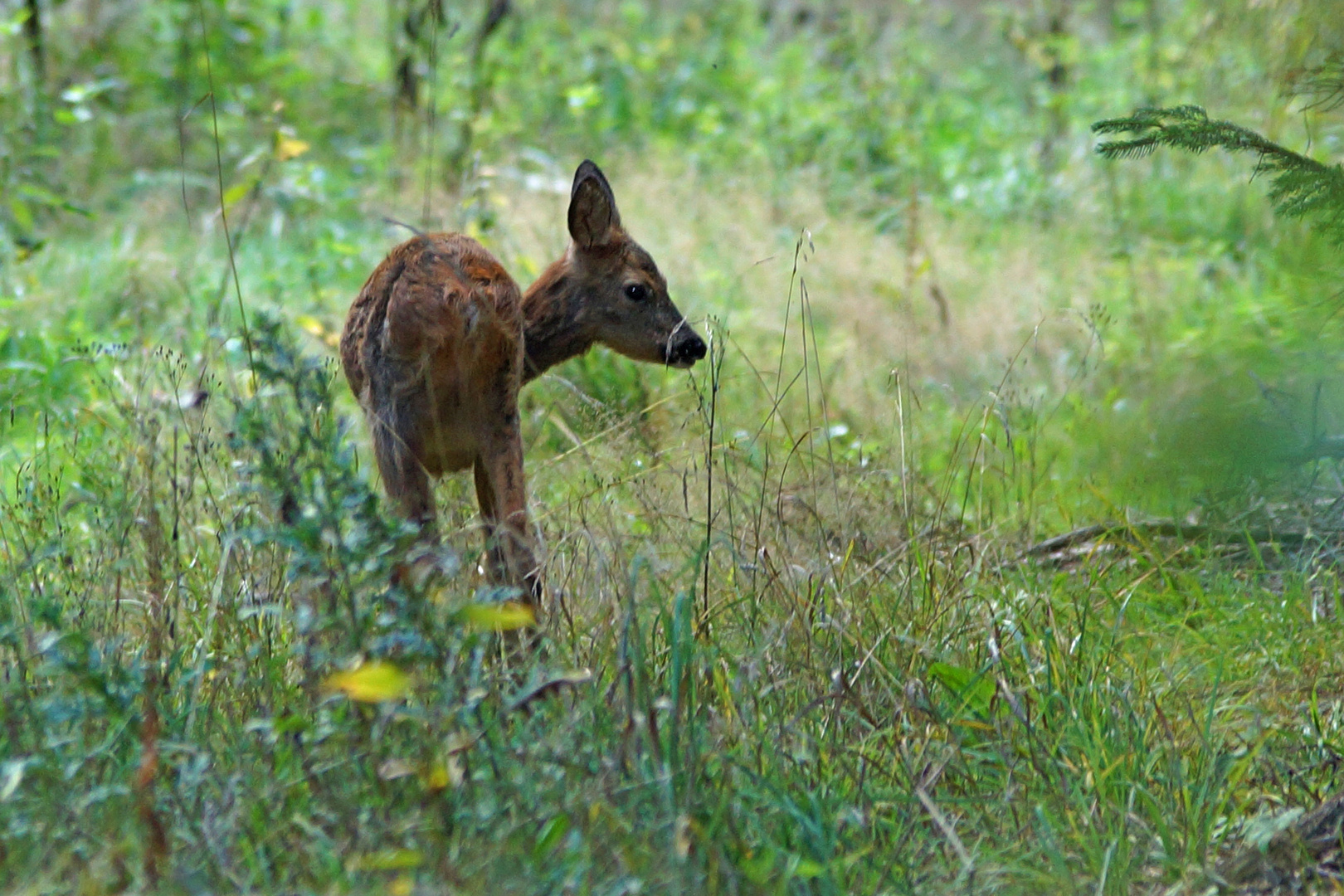 "Ein Rehlein steht im Walde...........