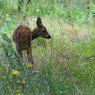 "Ein Rehlein steht im Walde...........