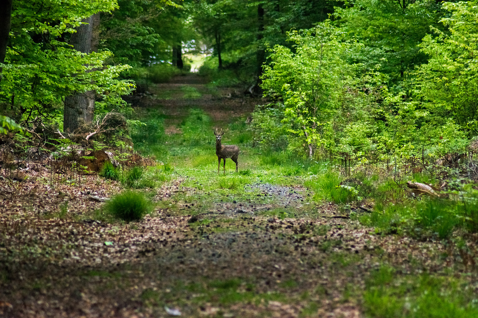 Ein Rehlein steht im Walde