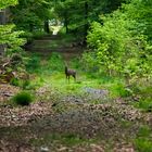 Ein Rehlein steht im Walde