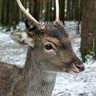 ein rehlein steht im walde.....