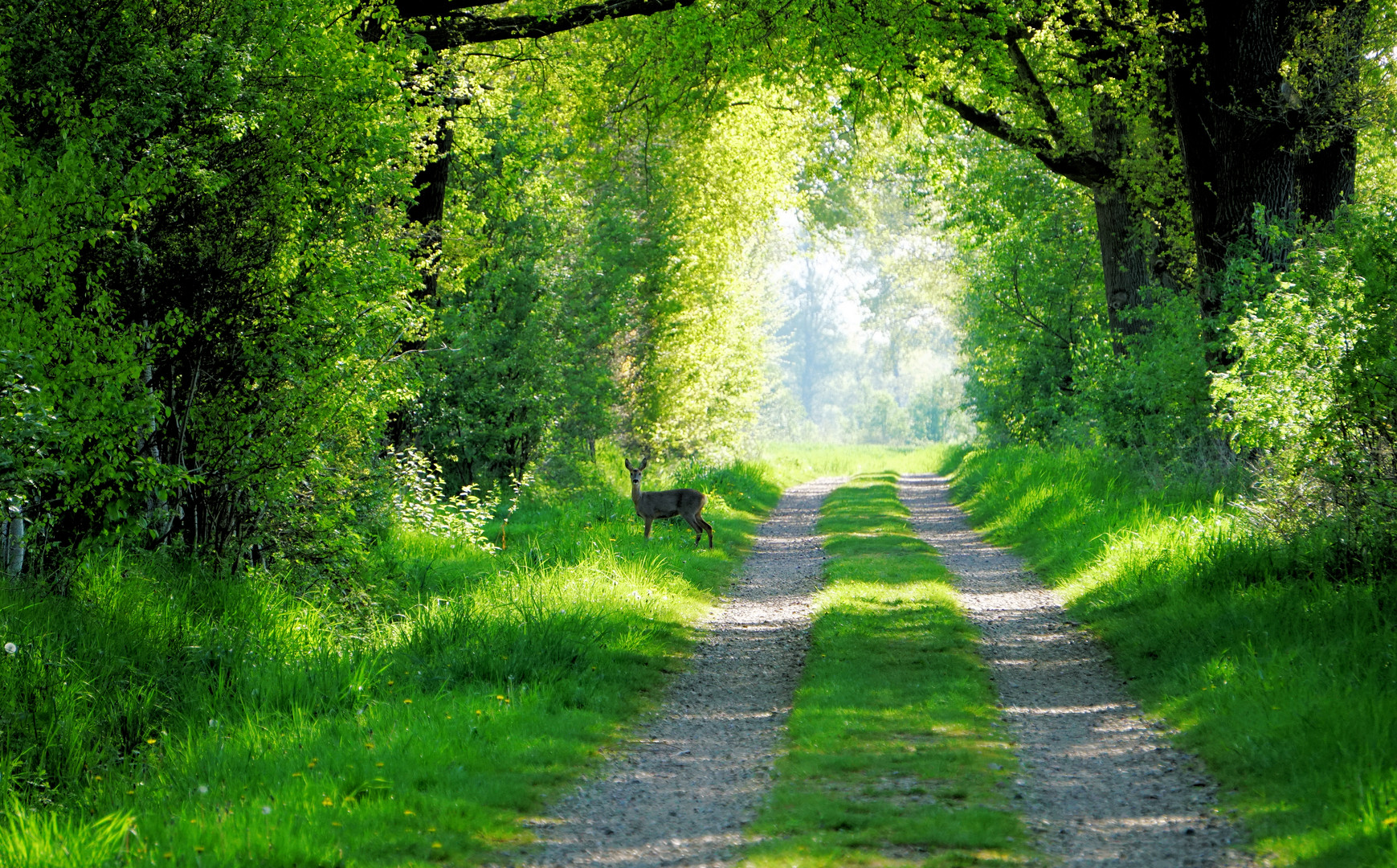 ein Rehlein steht im Walde.....