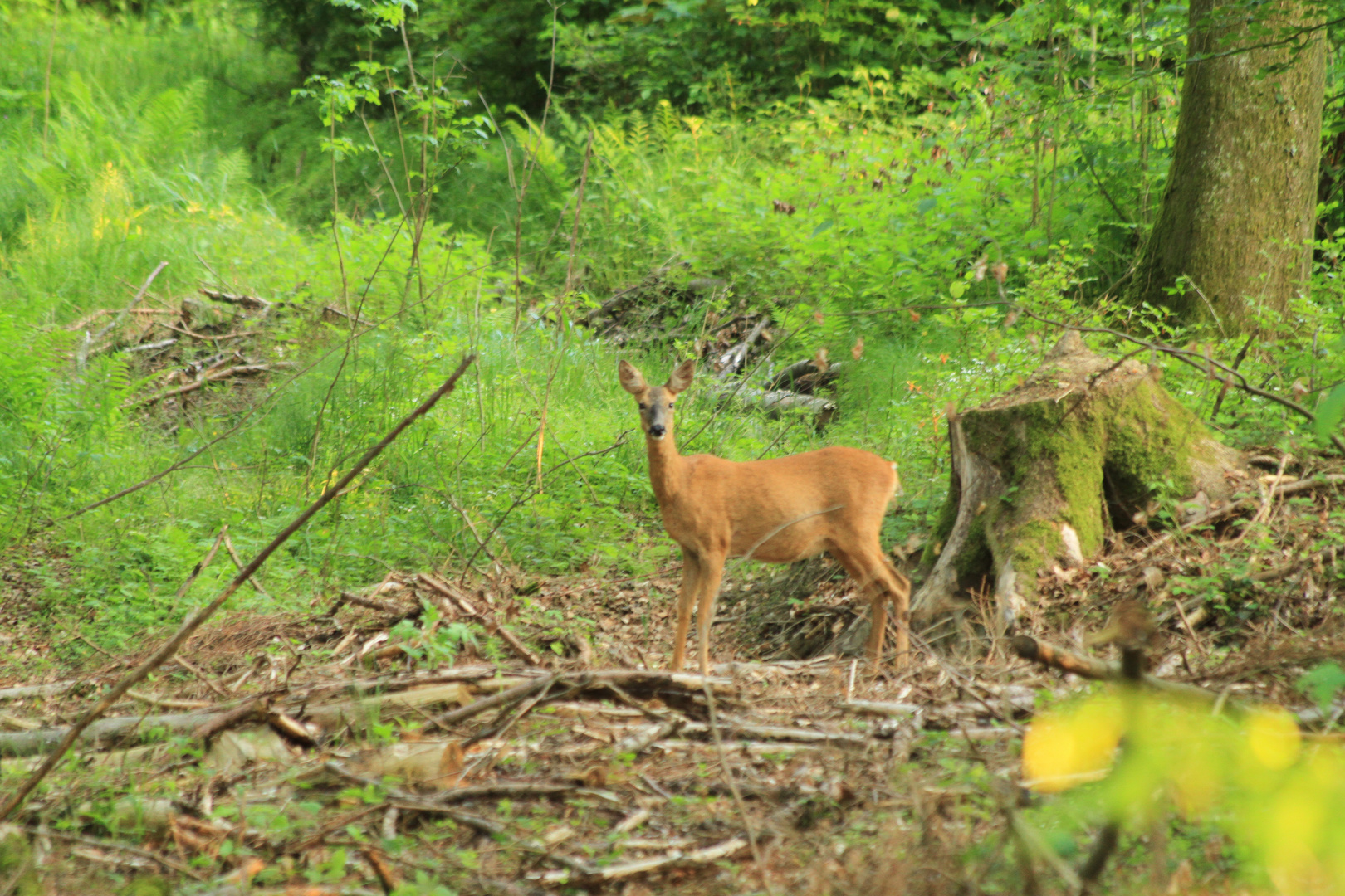 Ein Rehlein steht im Walde