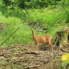 Ein Rehlein steht im Walde