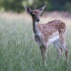 Ein Rehlein steht in der Wiese