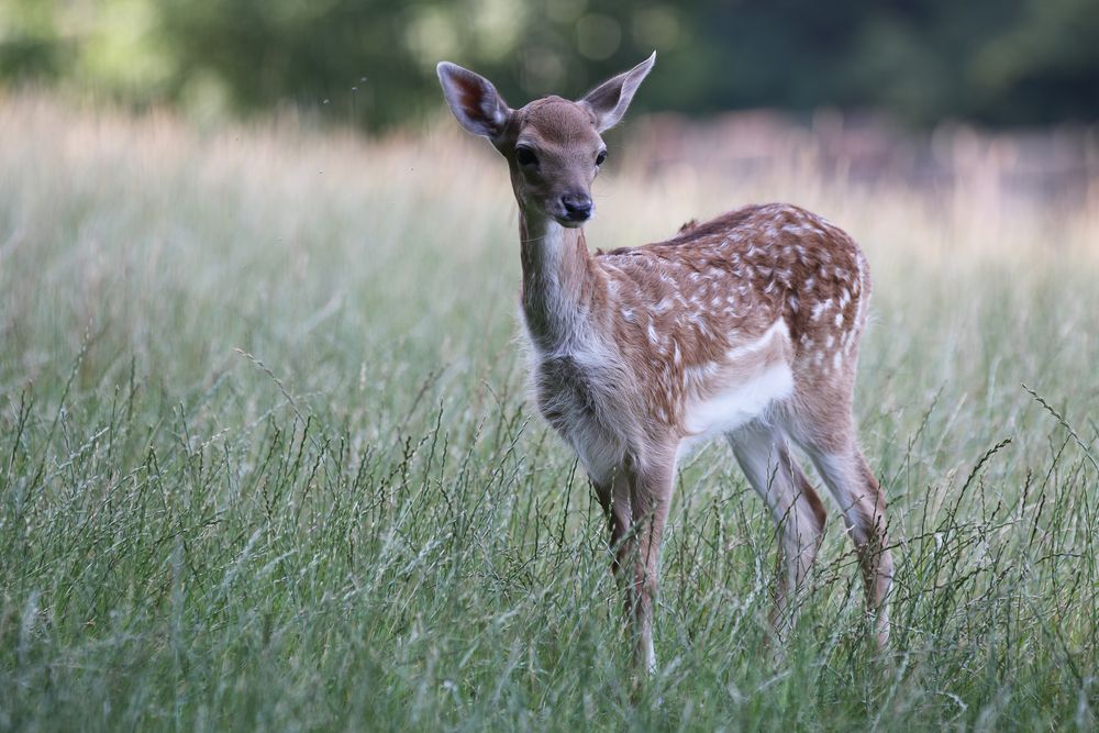 Ein Rehlein steht in der Wiese