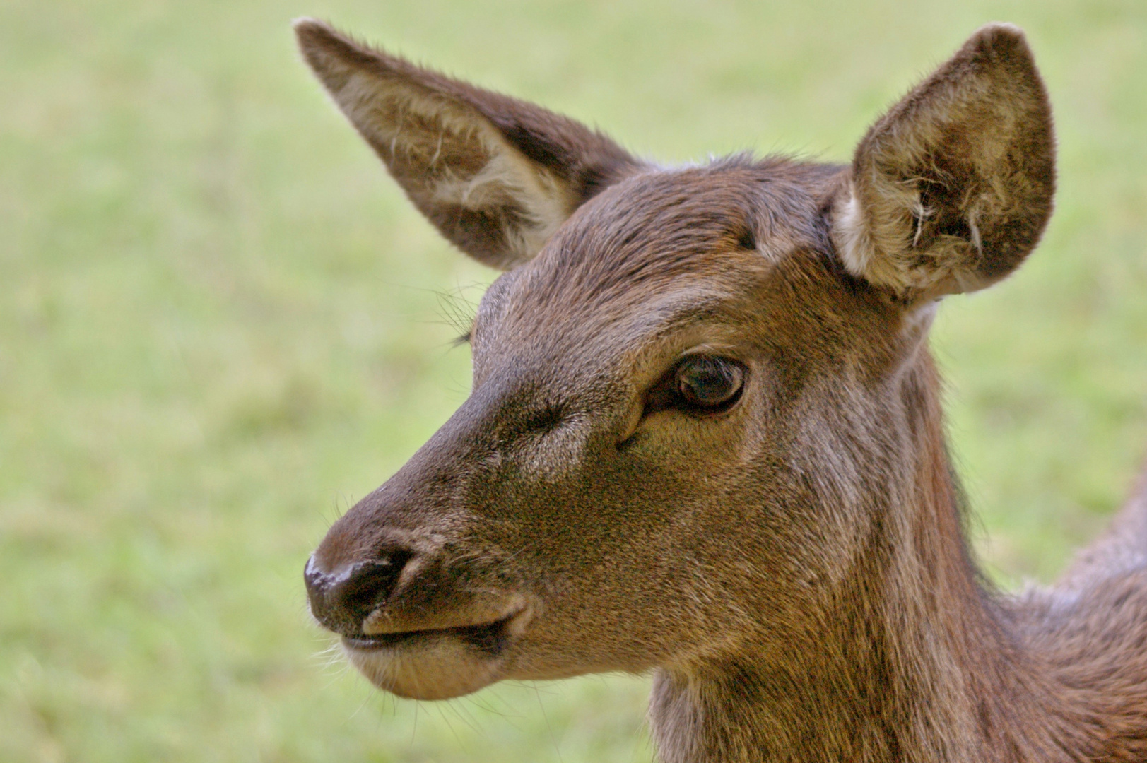 Ein Rehportrait