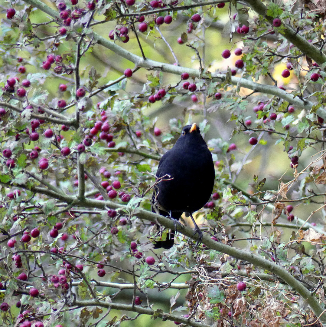 Ein reich gedeckter Tisch für die Amsel