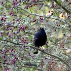 Ein reich gedeckter Tisch für die Amsel