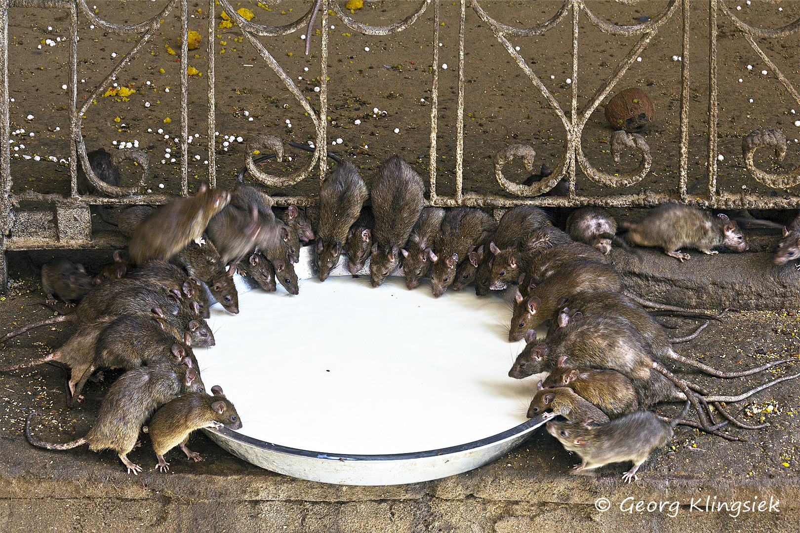 Ein reich gedeckter Tisch - für Ratten