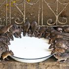 Ein reich gedeckter Tisch - für Ratten
