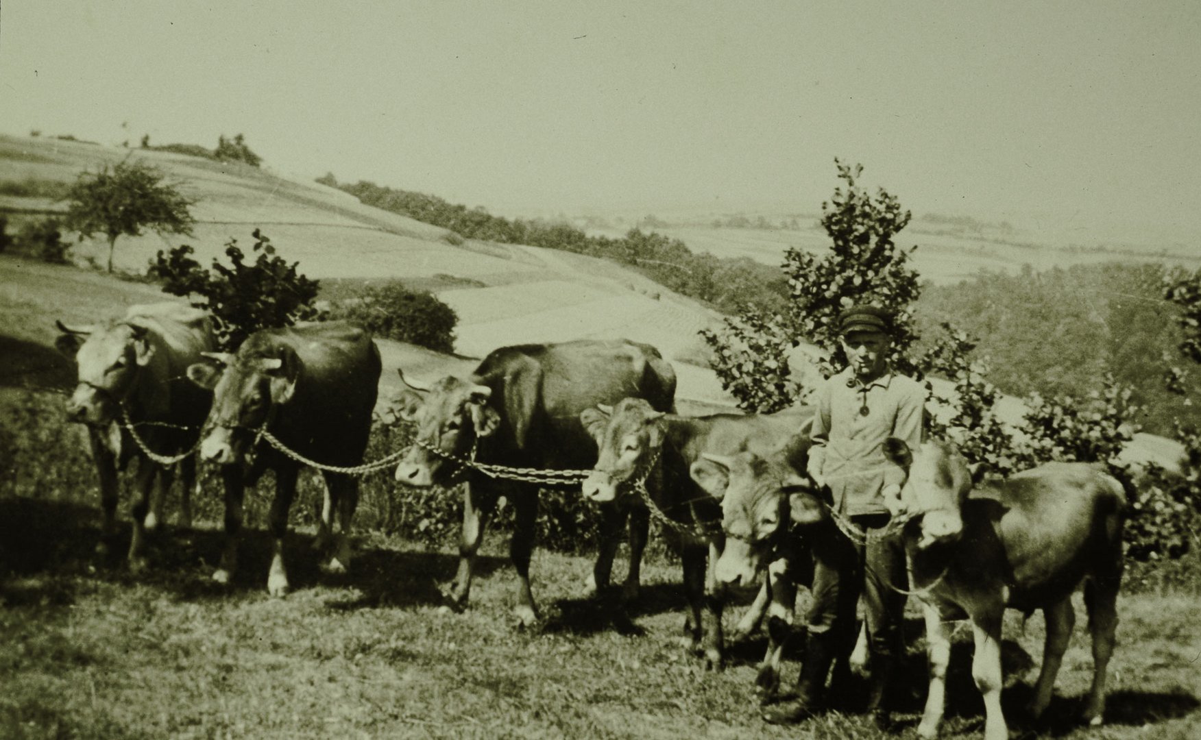 Ein reicher Bauer mit 6 Glanrindern 1931