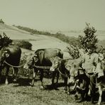 Ein reicher Bauer mit 6 Glanrindern 1931