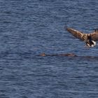 Ein reifer Seeadler fliegt ...