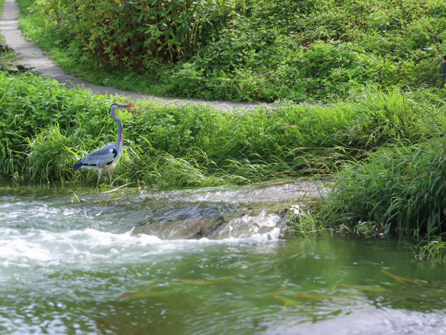 Ein Reiher am Fluss,