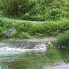 Ein Reiher am Fluss,