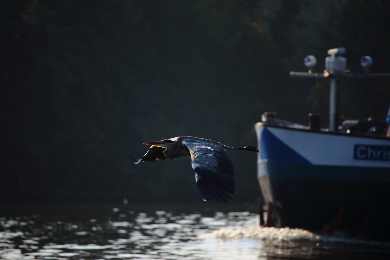 Ein Reiher am  Morgen über dem Main