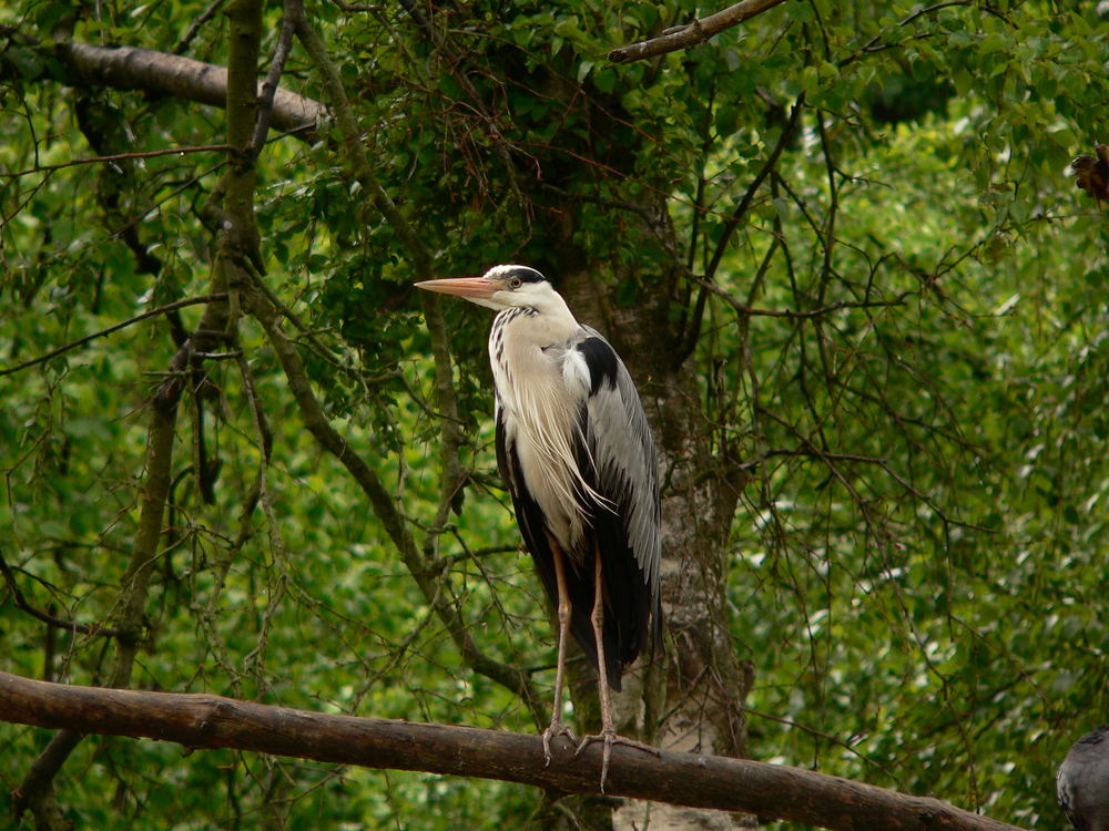 ein Reiher am Weiher