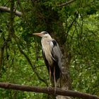 ein Reiher am Weiher