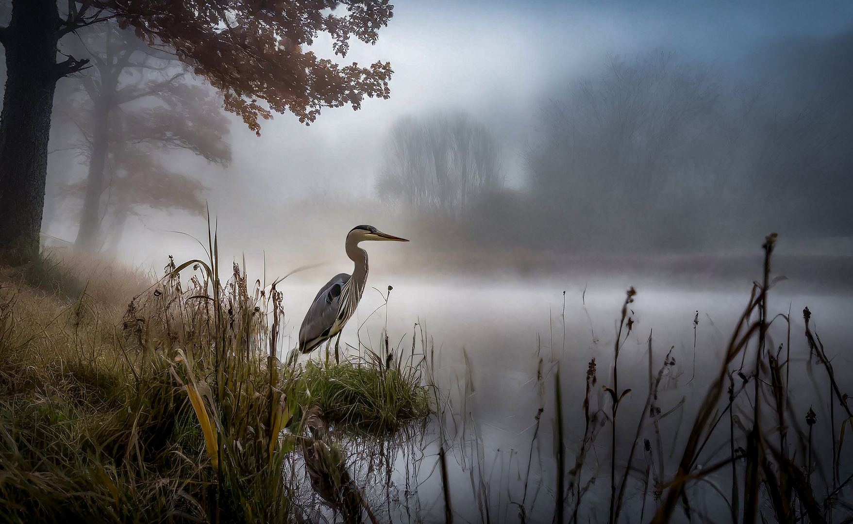 Ein Reiher am Weiher