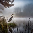 Ein Reiher am Weiher