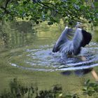 Ein Reiher am Weiher...