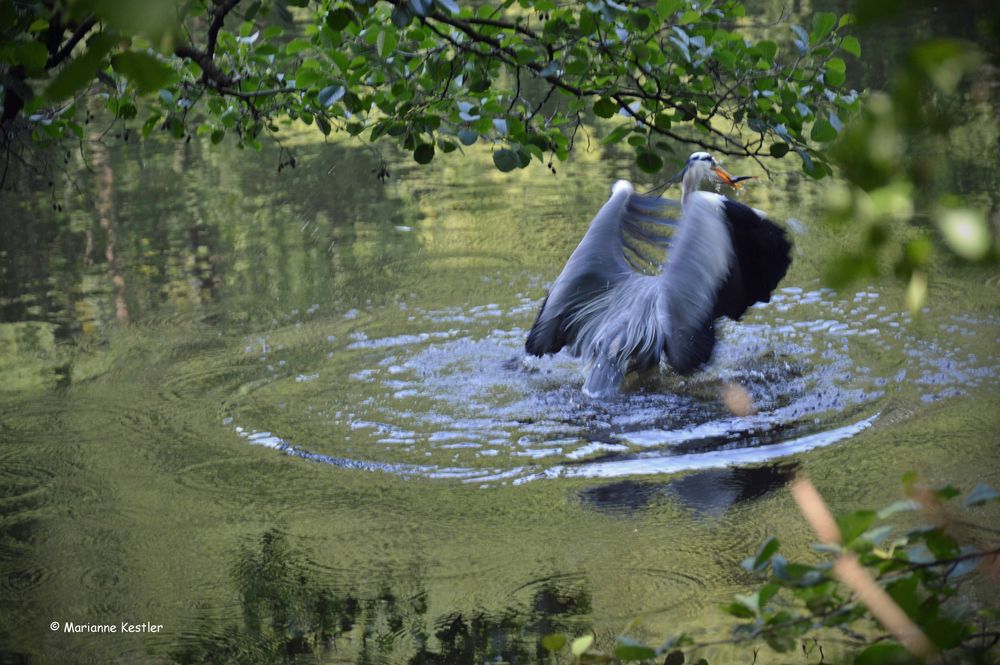 Ein Reiher am Weiher...