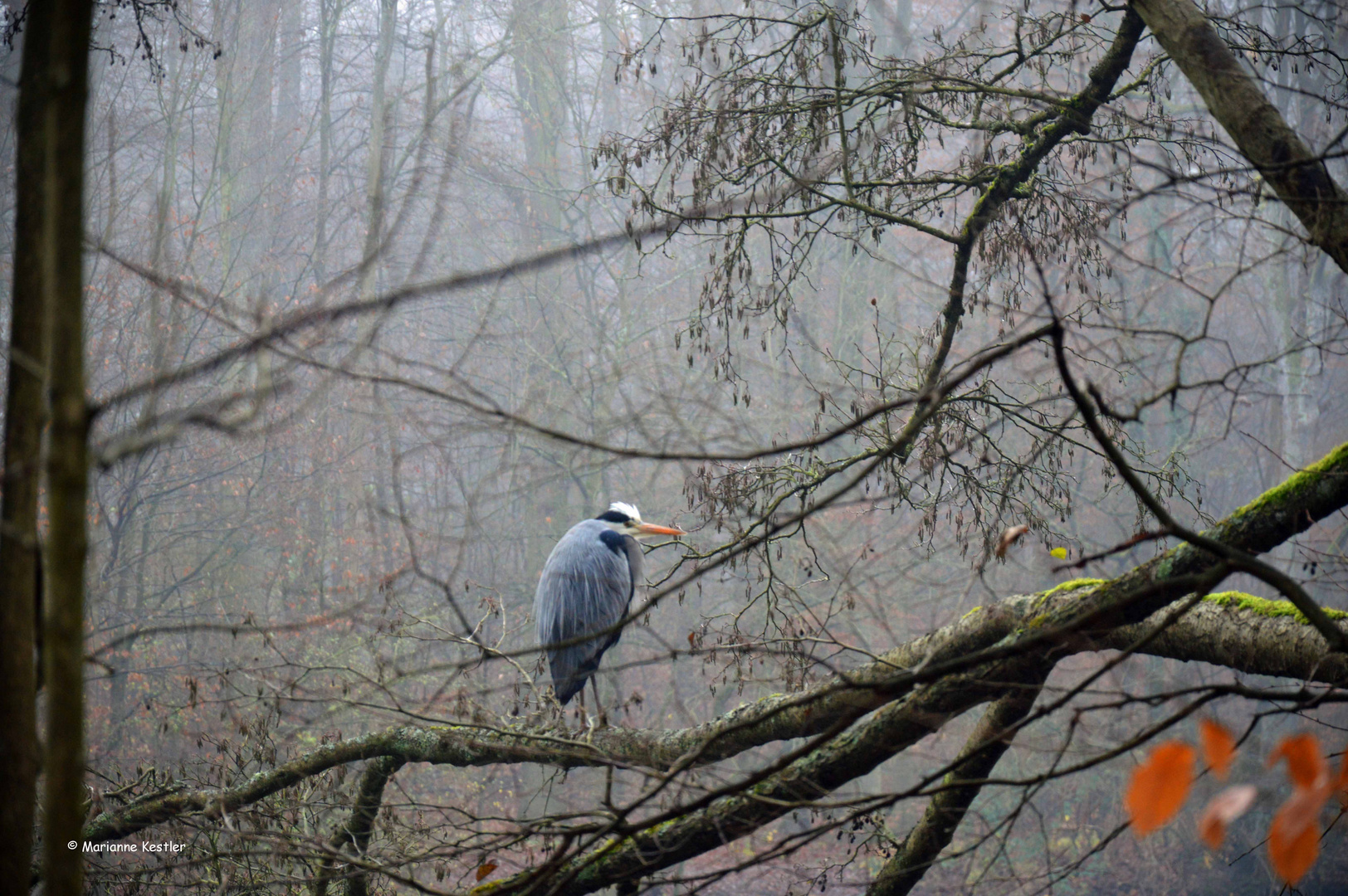 Ein Reiher am Weiher - au weia