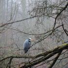 Ein Reiher am Weiher - au weia