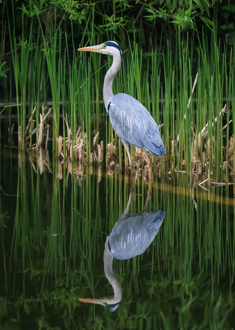 Ein Reiher auf der Lauer am Teich. Foto & Bild tiere, wildlife, wild