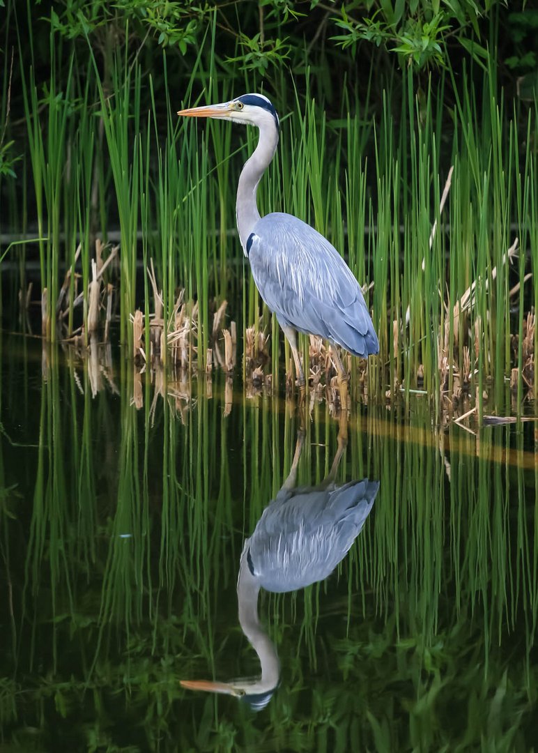 Ein Reiher auf der Lauer am Teich.