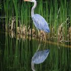 Ein Reiher auf der Lauer am Teich.