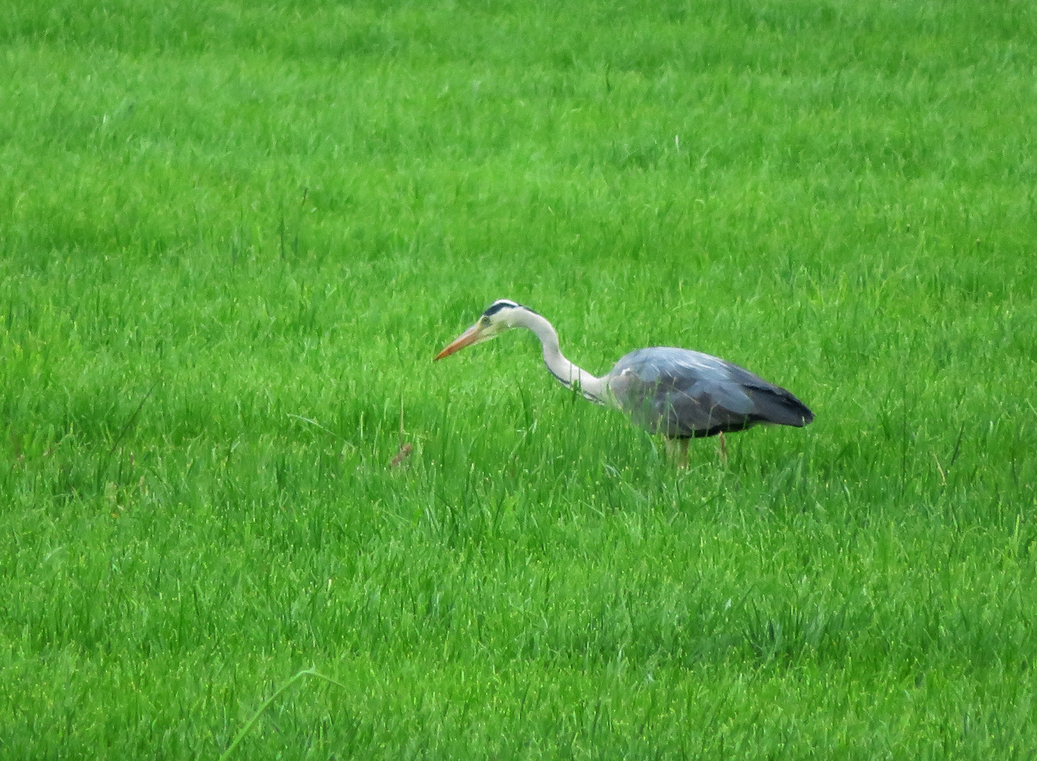 Ein Reiher auf der Marschwiese ...