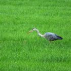 Ein Reiher auf der Marschwiese ...