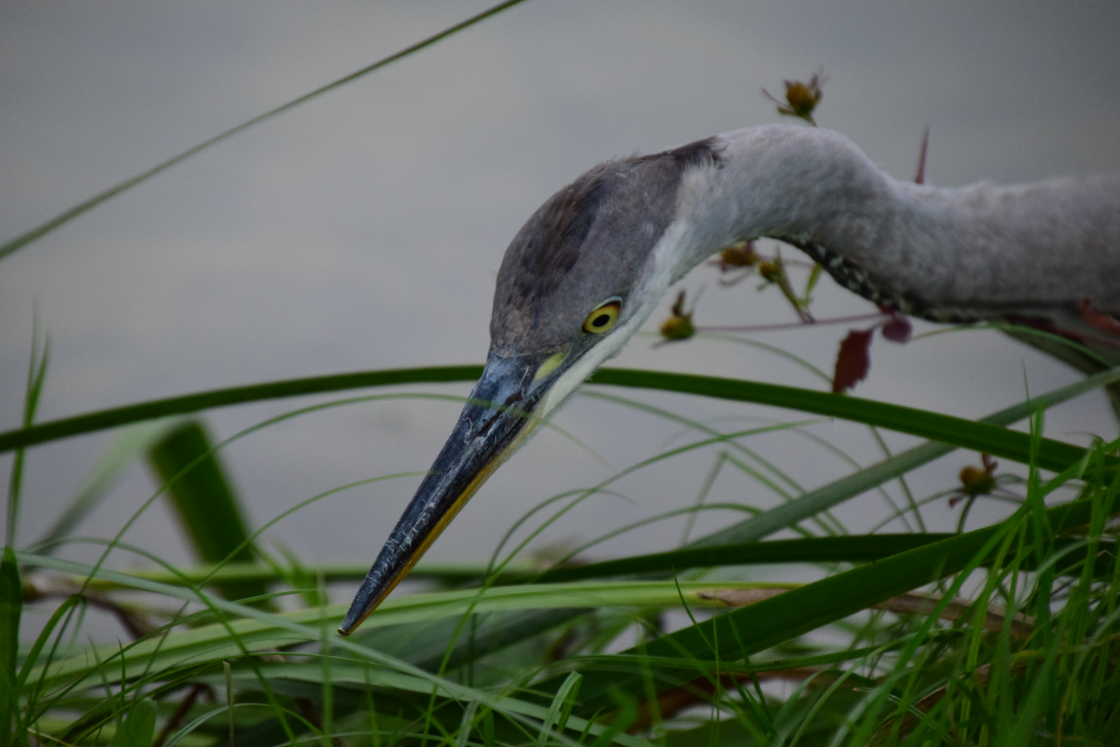 Ein Reiher auf Fischfang 