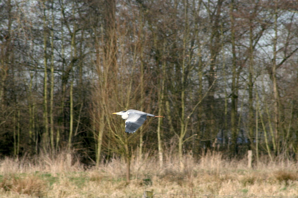 Ein Reiher aus Oedt