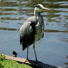 Ein Reiher im Dubliner-Zoo