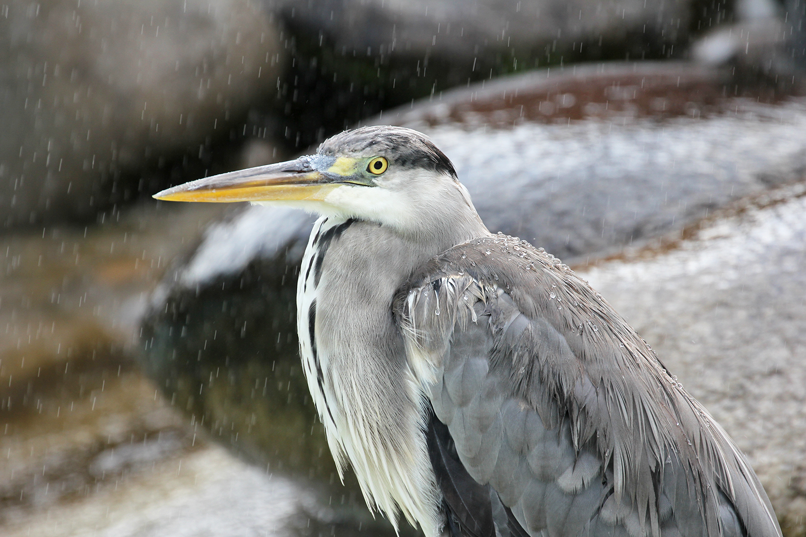 Ein Reiher im Regen...