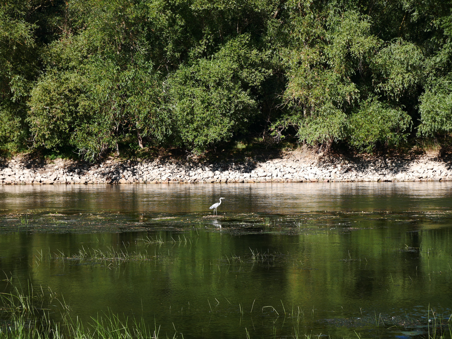 Ein Reiher im Rhein bei Nackenheim 