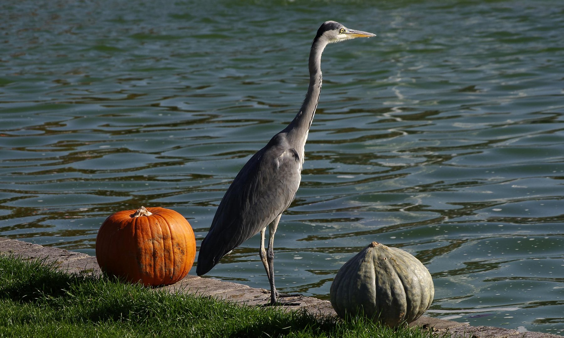 ein Reiher im Schlosspark