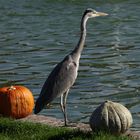 ein Reiher im Schlosspark