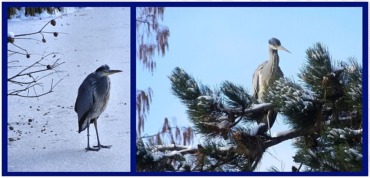 Ein Reiher im Winter