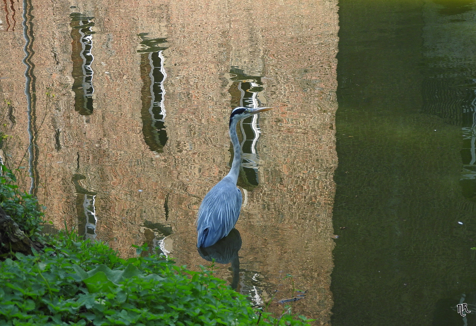 Ein Reiher in der Spiegelwelt