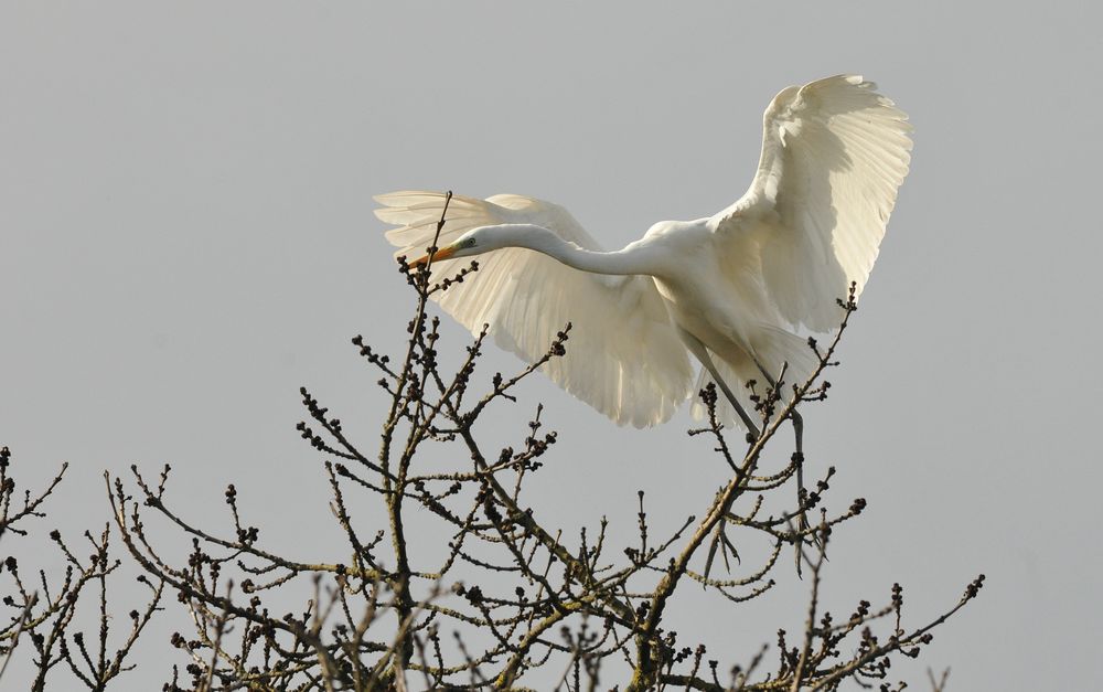 Ein Reiher in Silber