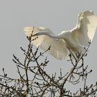 Ein Reiher in Silber