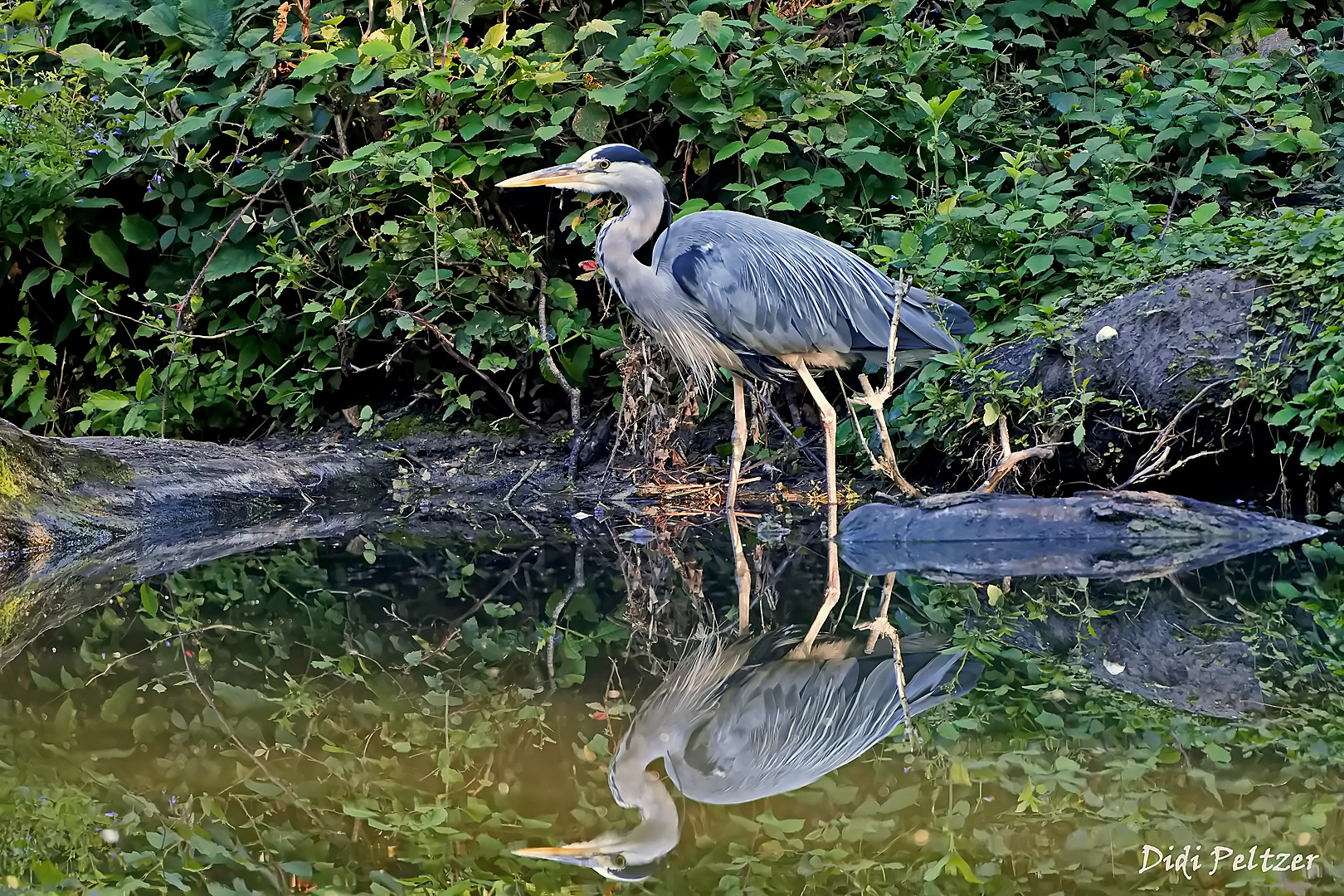 Ein Reiher spiegelt sich bei seiner Pirsch im Weiher ...