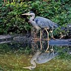 Ein Reiher spiegelt sich bei seiner Pirsch im Weiher ...