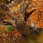 Ein Reiher steht im Walde