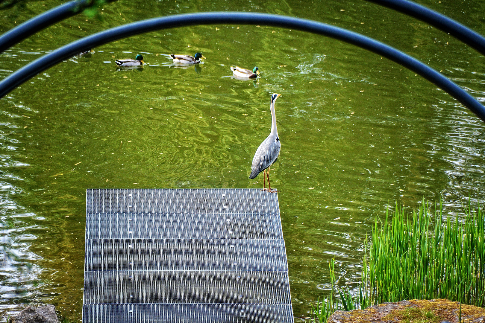 Ein Reiher zu Gast im Heinrich-Heine-Park